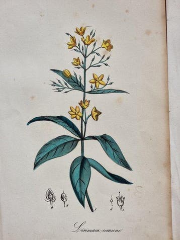 Felice Cassone (1815/ 1854) - Lot. of 20 sheets Flora