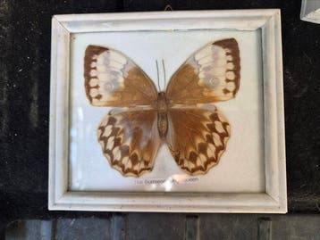 Vlinder Taxidermie volledige montage - The Burmese