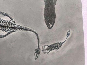 Gefossiliseerd dier - Fish and Keichousaurus - 32 cm - 20 cm
