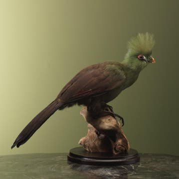 Groene Toerako Taxidermie Opgezette Dieren By Max, Ophalen of Verzenden, Opgezet dier