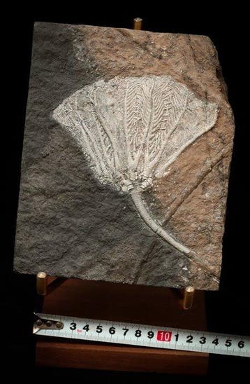 Crinoide - Gefossiliseerd dier - 19 cm - 15 cm