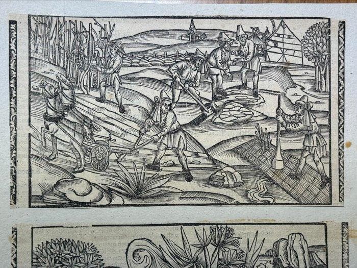 Johann Grüninger, Straßburg 1502 / Sebastian Brant - 2, Antiquités & Art, Antiquités | Livres & Manuscrits