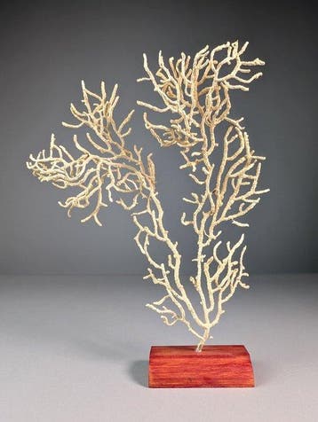 Decoratieve gorgonie op rots Taxidermie volledige montage -, Verzamelen, Nieuw
