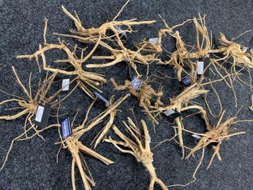 Drift wood 20-30cm - extra fijn vertakt hout, Ophalen of Verzenden, Nieuw, Plant(en), Steen of Hout