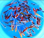Otsuka 11-13cm (Japanse Koi), Ophalen of Verzenden, Nieuw