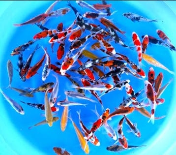 Otsuka 11-13cm (Japanse Koi), Ophalen of Verzenden, Nieuw