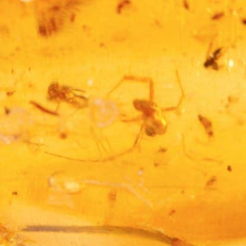 Indrukwekkend meesterwerk van de natuur - Pleistocene kopal