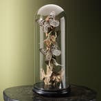 Vlinders in Stolp Taxidermie Opgezette Dieren By Max, Ophalen of Verzenden, Opgezet dier