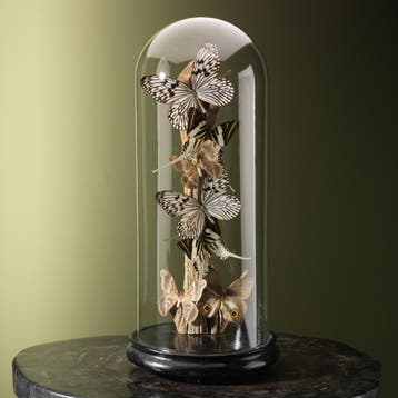 Vlinders in Stolp Taxidermie Opgezette Dieren By Max, Verzamelen, Ophalen of Verzenden, Nieuw, Insect, Opgezet dier