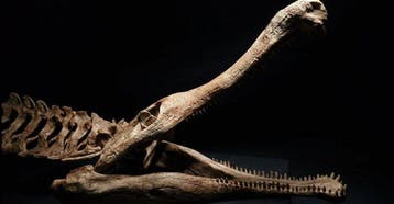 Sarcosuchus Taxidermie replica montage - Sarcosuchus