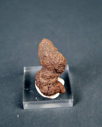 fossiele uitwerpselen - Fossiel fragment - Coprolite (Zonder, Verzamelen