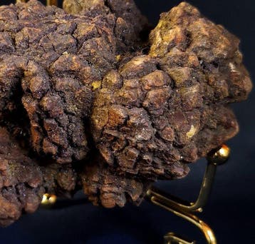277 g gefossiliseerd coproliet van dinosaursauriër of