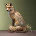 Vos Taxidermie Opgezette Dieren By Max, Verzamelen, Ophalen of Verzenden, Nieuw, Wild dier, Opgezet dier