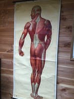 Deutsche Hygiene Museum Dresden - Ancienne planche