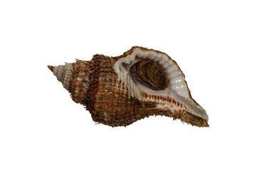 Neptunea lyrata (65mm) - Koudwater Lyre Neptune -