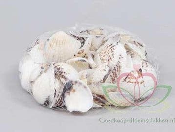 Gafraruim Pectinatum schelpen ca. 350 gram, Nieuw