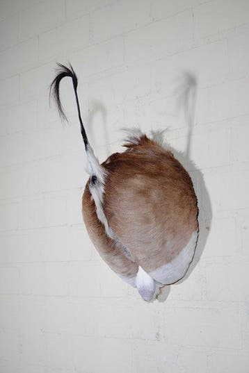 Springbok Schedel - Antidorcas marsupialis - 54 cm - 27 cm -, Verzamelen, Dierenverzamelingen, Nieuw
