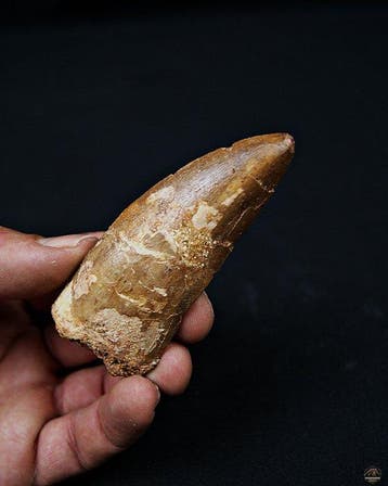 Dinosaurus - Fossiele tand - Carcharodontosaurus saharicus, Verzamelen