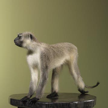 Aap Taxidermie volledige montage - Chlorocebus pygerythrus -