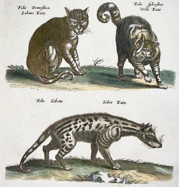 Matthäus Merian (1593-1650) - folio: Wild Cats, Genet,