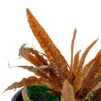 Cryptocoryne Albida Brown - Pot, Dieren en Toebehoren, Verzenden, Nieuw