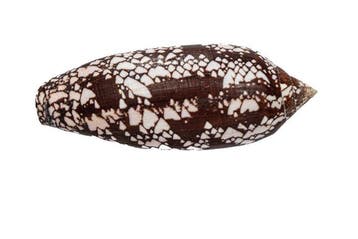 Motif spectaculaire en format géant : le Conus aulicus,, Collections