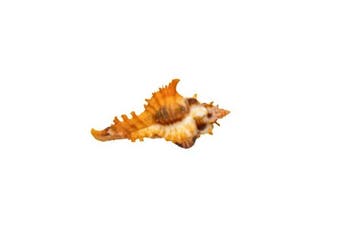 uniek stuk - exclusief stuk  GEM  Taxidermie wandmontage -