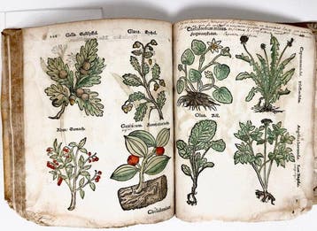 Egenolff, Christian - Herbarum, arborum, fructicum,