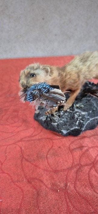 Hermine Support mural pour taxidermie - Mustela richardsonii, Collections, Collections Animaux