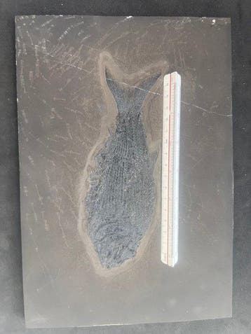 Gefossiliseerd dier - Asialepidotus shingyiensis - 27.7 cm -
