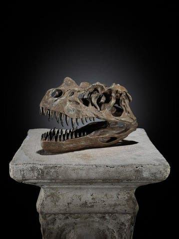 PAS DE PRIX DE RÉSERVE - Une réplique de crâne de dinosaure