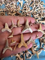 600 pièces de dents de requin, y compris des spirales et, Collections