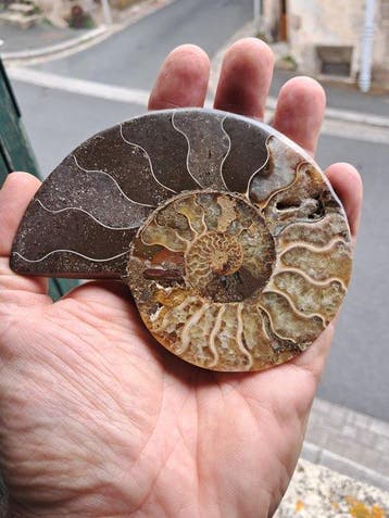Ammoniet - Gefossiliseerd dier - Aioloceras (Cleoniceras)