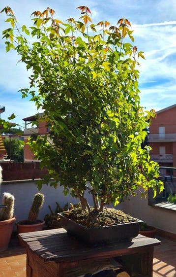 Bonsaï Érable de Bürger (Acer buergerianum) - Hauteur