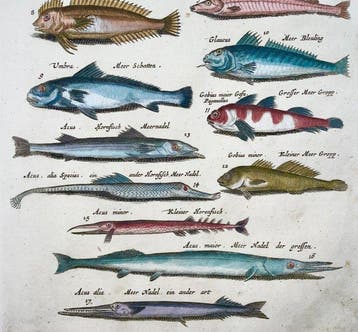 Matthäus Merian (1593-1650) - hand coloured folio, Fish: