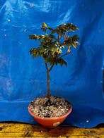 Drietand Esdoorn (Acer Buergerianum) - Hoogte (boom): 47 cm
