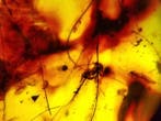 FOSSIL-AMAZING!! Dominican amber-95 cts Geen minimumprijs-, Verzamelen