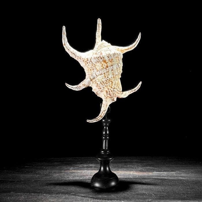 Prachtig paar van verbluffende Spider Conch Shell en Branch, Antiquités & Art, Art | Objets design
