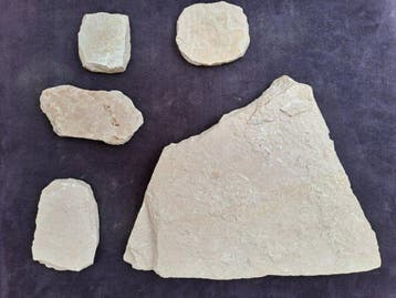 Rai en vissen - Fossiel fragment - Armigatus ; Dapalis