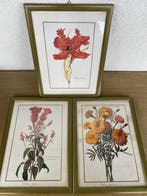 Lijst (12)- Planten en bloemen - Hout, Kleurendruk