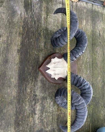 Hoorns van een Mouflonram Gewei - Poroe - 20 cm - 60 cm -
