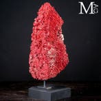 Corail tuyau dorgue - Corail - Tubipora Musica – Red Tube, Collections