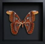 Vlinder Taxidermie volledige montage - Attacus atlas - 25 cm, Nieuw