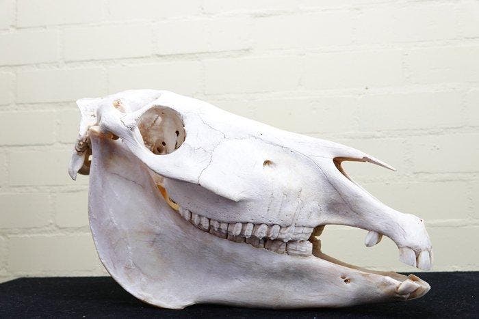 Steppezebra Schedel - Equus quagga - 0 cm - 45 cm - 0 cm-, Verzamelen, Dierenverzamelingen