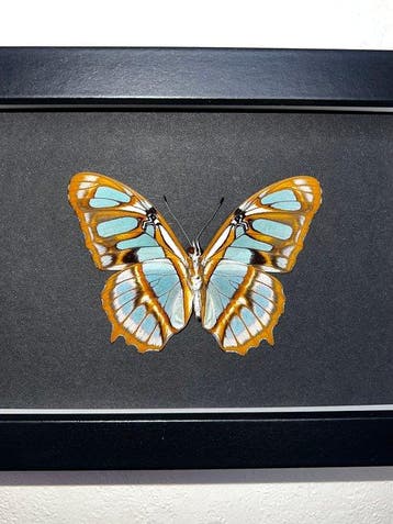 Vlinder Taxidermie volledige montage - Victorina Stelenes -