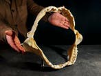 Requin-tigre Support de corps entier pour taxidermie -, Collections