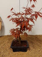 Japanese maple bonsai (Acer palmatum) - Hoogte (boom): 35 cm