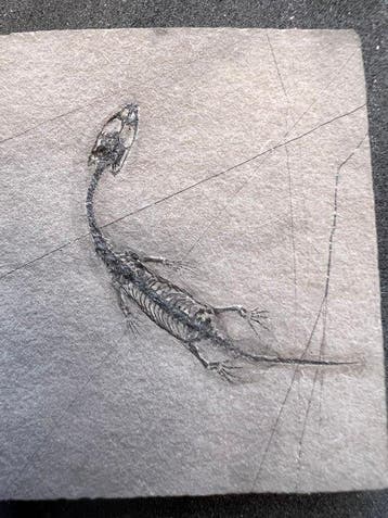 Reptile marin - Animal fossilisé - Fossile de Keichousaurus