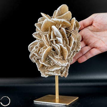 Superbe rose du désert mexicaine – Sculpture naturelle,