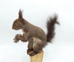 Red Squirrel - Taxidermie volledige montage - Sciurus, Nieuw